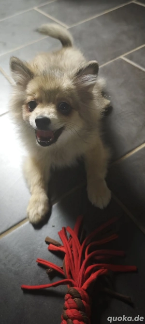 Zwergspitz Pomeranian Welpe ein Weibchen