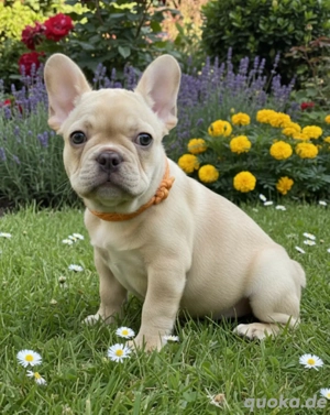 Französische Bulldogge , Welpe , Rüde