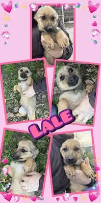 Süße Lale - bald auf Pflegestelle!