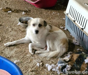 welcher liebe Mensch möchte Taylor eine Chance geben