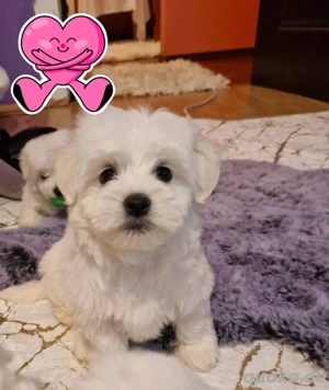 Zwei Weibchen sind noch zu haben 