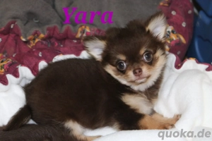 Chihuahua Hündin mit Ahnentafel 