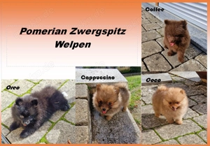 Reinrassige Pomeranian Zwergspitz Welpen 