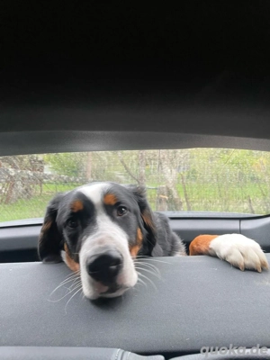 Apenzeller Bernersennen Hund Cockie