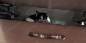 2 jahre alte Katze zu verkaufen 