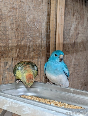 Singsittiche von 2025