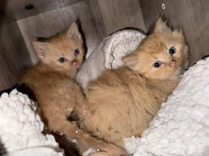 Maine Coon Kätzchen suchen ein liebevolles Zuhause 