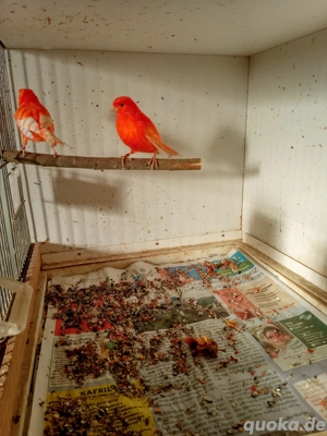 Kanarienvögel aus dem Jahr 2025