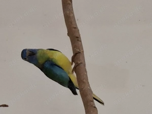 Glanzsittiche Jungtiere