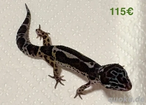 Leopardgecko Jungtiere von 2025 abzugeben