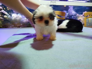 Shih - Tzu Welpe Rüde ( Halsband Türkis ) 