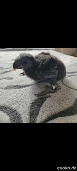 edelpapagei weibchen 