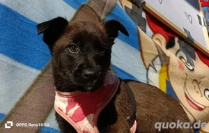 BIGGI    kleines Herz sucht großes Glück