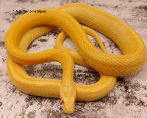 1.1 Butter Kornnattern