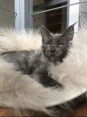 Wir haben Maine Coon Kitten in der Farbe Blue, im XXL Format