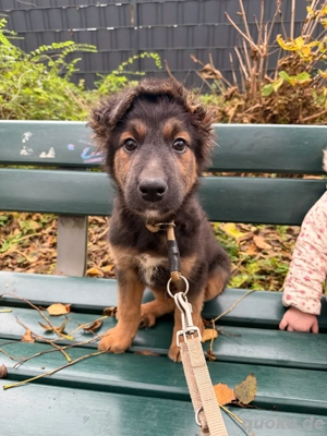 Charlie Hovawart mischling welpe 