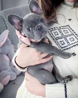 Französische Bulldoggenwelpen abzugeben