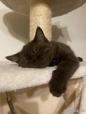 BKH Katzen - Braun Bild 3