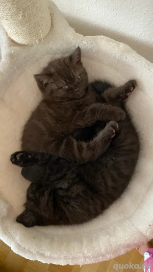 BKH Katzen - Braun Bild 5