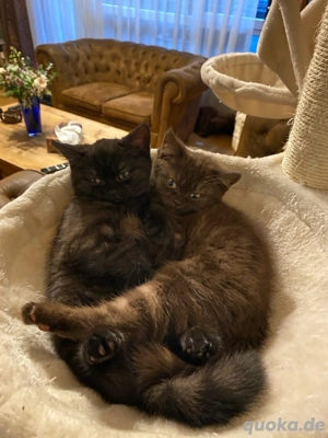 BKH Katzen - Braun Bild 4