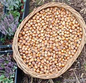 Haselnüsse der Waldhasel - unbehandelt Ernte 2025