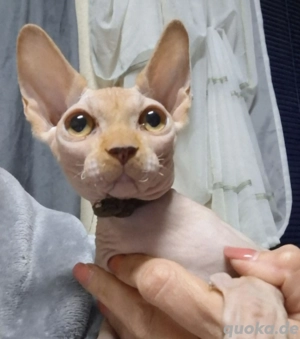 2 Wonneprobben suchen ein Zuhause 