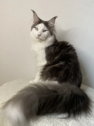 Wunderschöner Maine Coon Bub