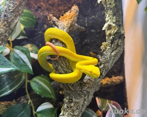 Trimeresurus albolabris 