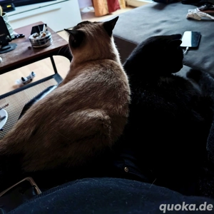 katzen suchen neue heim 