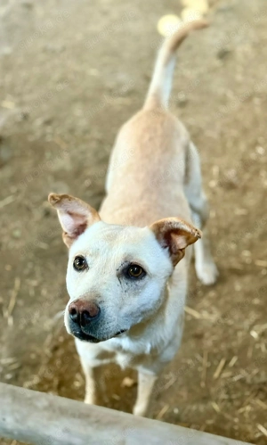 Freundlicher Ailo möchte dein Leben bereichern  Bild 2