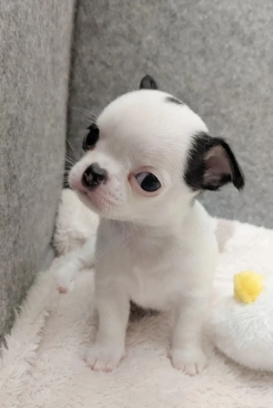 Liebevolle Chihuahua-Welpen zu verkaufen