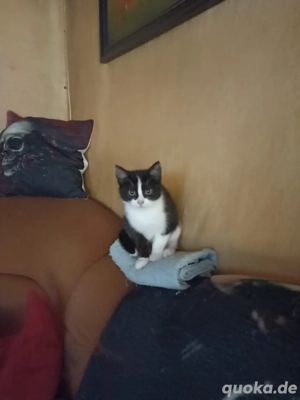 Katzen abzugeben und einen Kater 