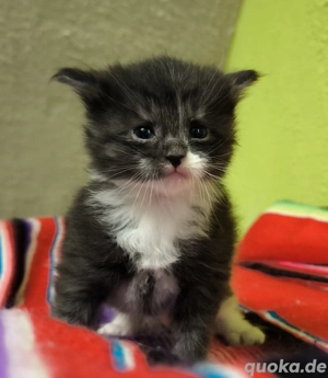 Maine Coon Kitten ab Ende Januar 