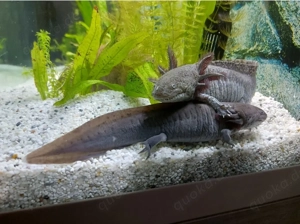 Axolotl Paar Aquariumtiere