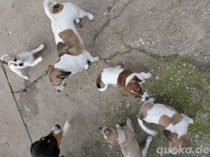 Jack Russell Welpen 
