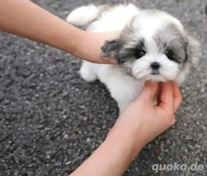Shih Tzu-Welpen