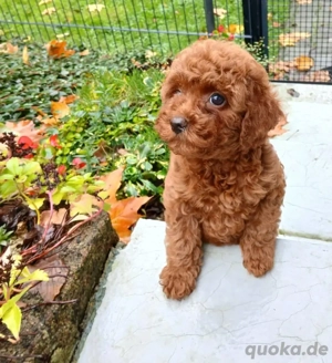 Pudel toy ,Maltipoo Welpen 