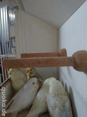 Wellensittiche Falben 