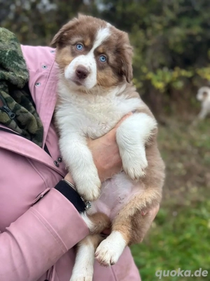 Australian Shepherd Welpe