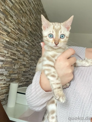 reinrassige Bengalkitten