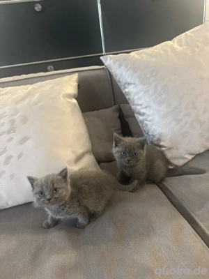 reinrassig BKH Kitten blue graues Mädchen stubenrein Bild 7