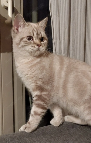 Zwei BKH Kater Seal&Blue Golden Classic Tabby Point nur zusammen