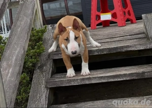 Miniatur bull terrier welpen