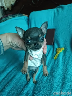 Chihuahua rüde teacup 