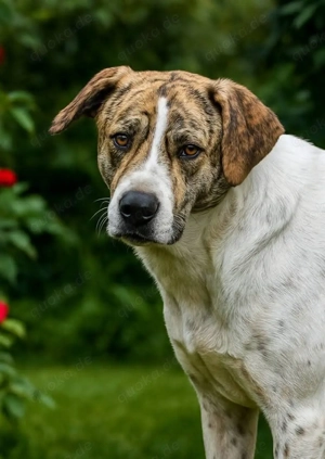 Axel ist bereit, sein Herz zu verschenken 