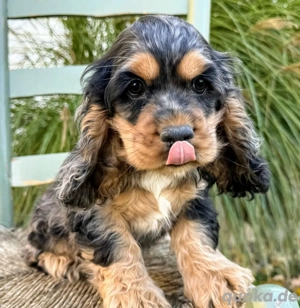Registrierte Cocker Spaniel-Hündin