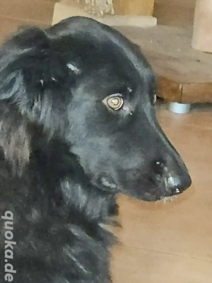 Kent sucht seine Für-immer-Familie