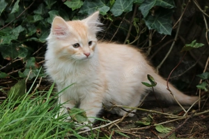 Fünf kleine Maine-Coon-Sibirier-Mixkätzchen
