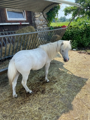 Amerikanisches Minipferd AMH Stute