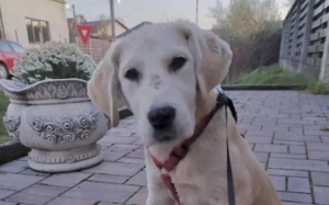 Zuhause für Labrador Fellnase Moiraine gesucht